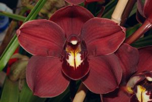 Cym. Ruby Lips 'Erika' AM/AOS B/CSA